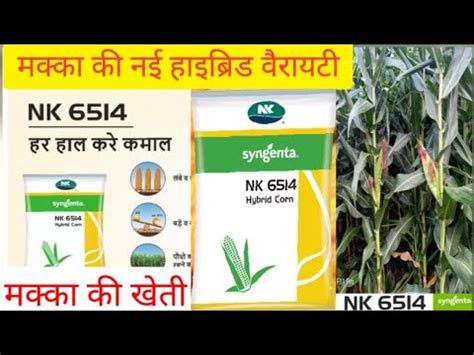 Syngenta NK 6514 Maize Hybrid Variety NK 6514 Makka Ki Kheti Mauze