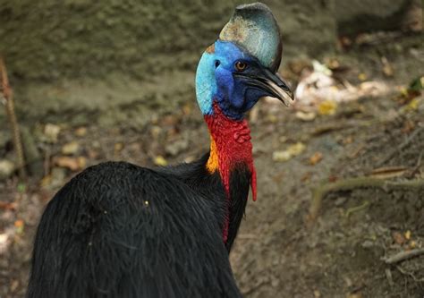 cassowary   dangerous bird   planet