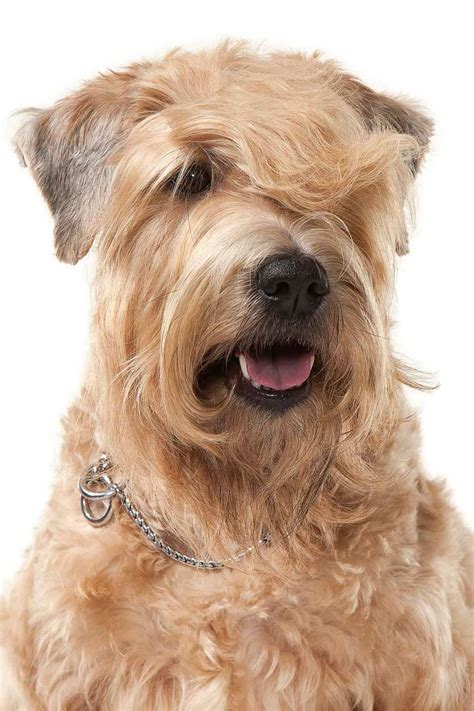 Soft Coated Wheaten Terrier Haircut - Haircuts you'll be asking for in 2020