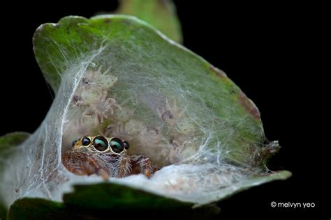 Jumping Spider And Her Babies By Melvynyeo On Deviantart