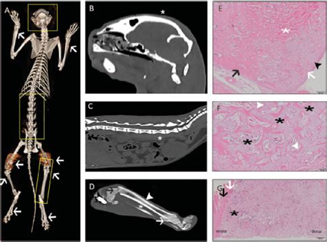 Three Dimensional Reconstruction A Of Post Mortem Computed Tomography