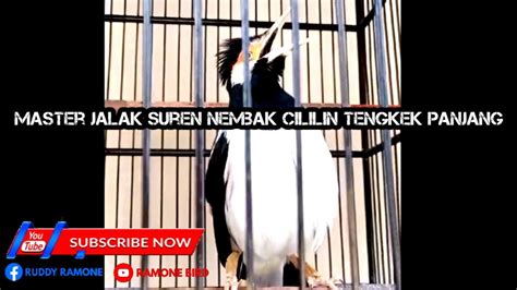 Suara Jalak Suren Gacor Full Variasi Pancingan Jalak Suren Agar Gacor