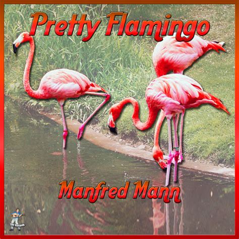 Pretty Flamingos Youtube Music