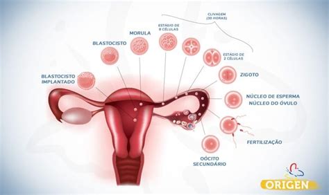 O Que É Tuba Uterina - Tubas uterinas: o que são e qual sua função na fertilidade? » Clínica ...