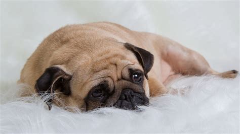 Pug Ear Care Essential Tips For Preventing Ear Infections Youtube