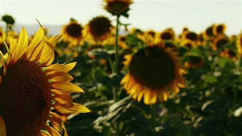 Sunflowers in Green Nature 3135416 Stock Video at Vecteezy