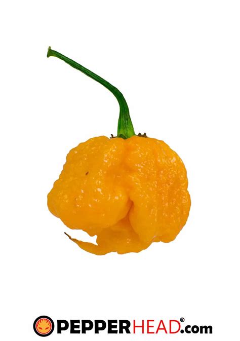Yellow Carolina Reaper – PepperHead