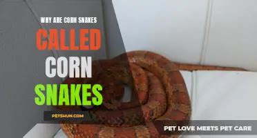 The Art Of Sexing Corn Snakes A Guide To Determining The Gender Of