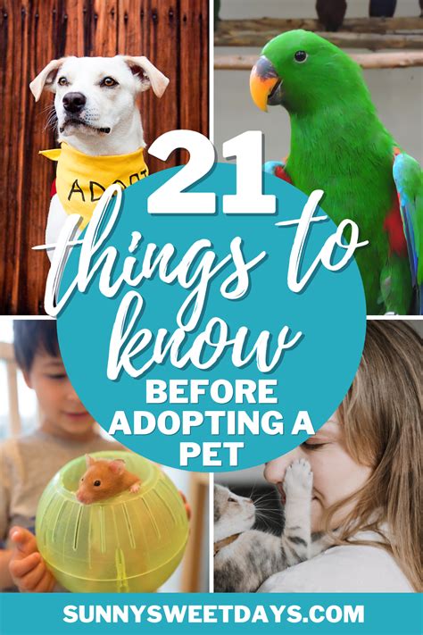 21 Things You Need to Know Before Adopting a Pet » Sunny Sweet Days