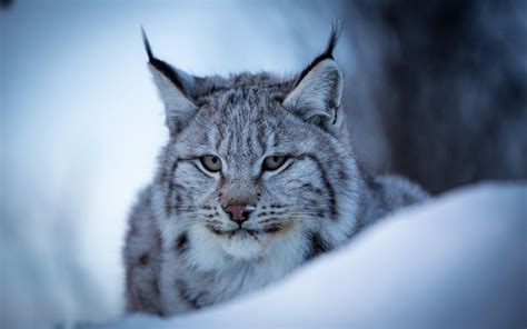 Lynx Wallpaper 74 Pictures WallpaperSet