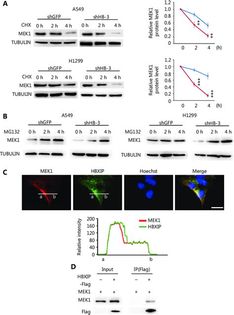 Hbxip Prevents Proteasome Mediated Mek Degradation A Mek Protein