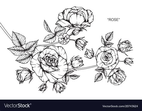 Rose Flower Drawing Royalty Free Vector Image Vectorstock