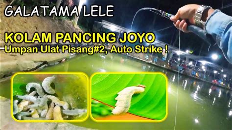 Galatama Lele Umpan Ulat Pisang Auto Strike Fishing Outdoortv