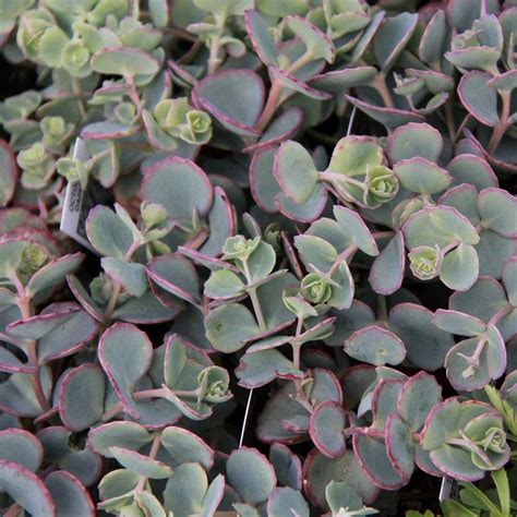 Spring Hill Nurseries 3 In Pot Blue Creeping Sedum Ground Cover With