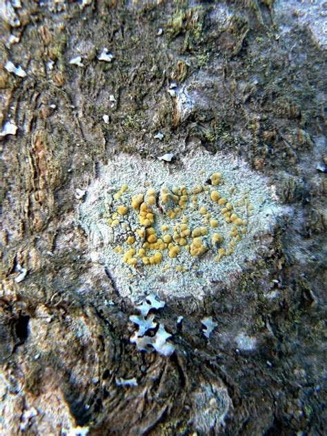 Lecanora Symmicta Cerro Del Borrego Naturalista Mexico