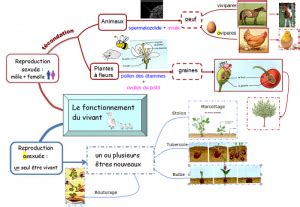 Sdp Troubles Neurovisuels Et Dys Carte Mentale Le Fonctionnement