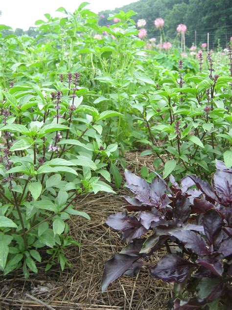 Basil Bouquet Organic Seeds – Hudson Valley Seed Company