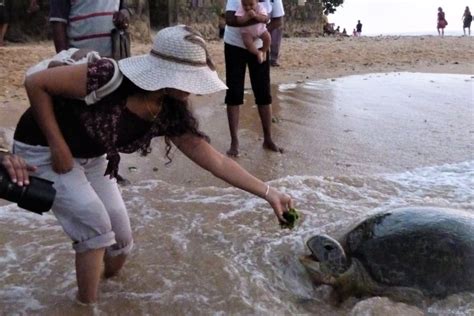 In Sri Lanka Biologists And Divers Build A Facebook For Sea Turtles