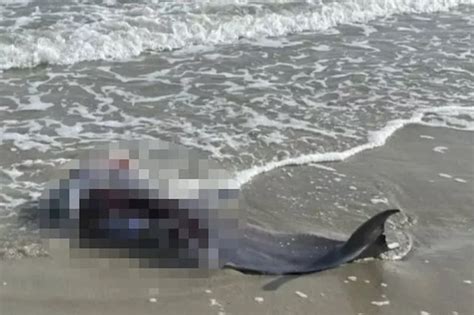 Horrific Shark Attack Sees Dolphin Ripped To Pieces As Body Washes Up