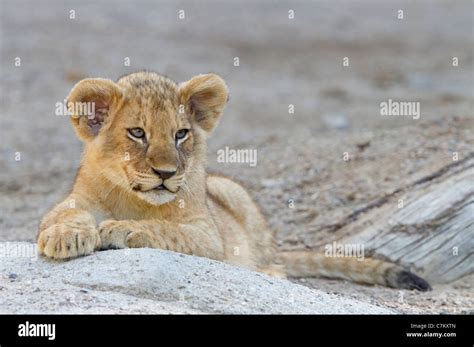 Lion Panthera Leo Stock Photo Alamy