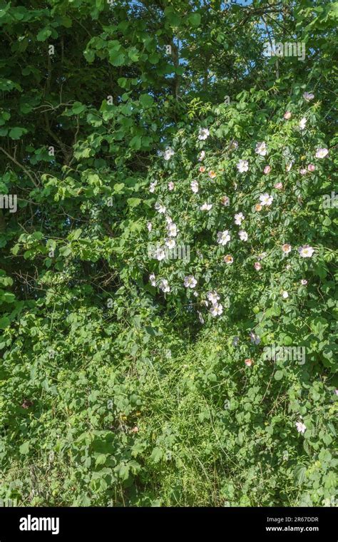 Siepe Di Campagna Rosa Canina Immagini E Fotografie Stock Ad Alta