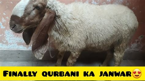 Qurbani Ka Janwar Ly Liya Adeena Daily Vlogs Youtube