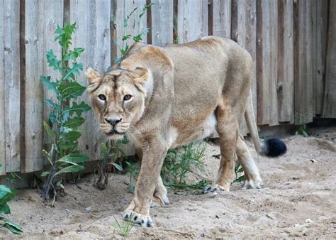 167 Lion Open Cage Stock Photos - Free & Royalty-Free Stock Photos from ...