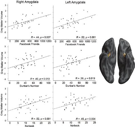 The Relationship Between GM Density Arbitrary Units Of The Left And