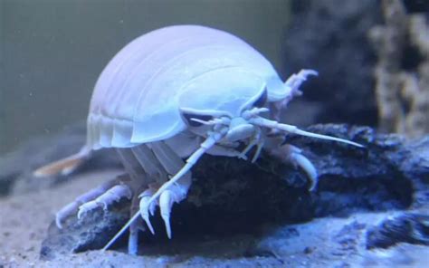 Giant Isopod: History, Facts, Size, Habitat, Classification & Much More ...