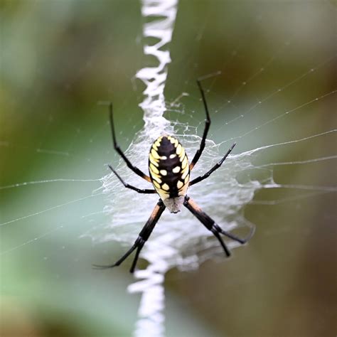 large garden spider black and yellow 1