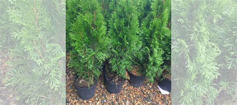Туя западная Смарагд 80/100 Thuja occidentalis Sma купить в Краснодаре ...