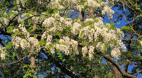 Complete Guide To Black Locust Tree What You Need To Know Growit