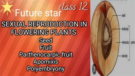 Class 12 Chapter Sexual Reproduction In Flowering Plants Seed Fruit