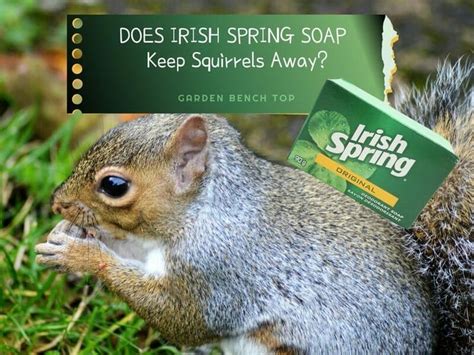 a squirrel holding a box of irish spring soap on it's back with the ...