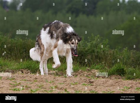 Borzoi Walking Hi Res Stock Photography And Images Alamy