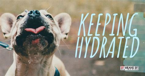 Keeping Your Dog Hydrated Sit Means Sit Dog Training Albuquerque