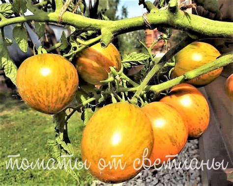 Сияние Вавилона (ПРОЕКТ "DWARF TOMATO") - семена томатов