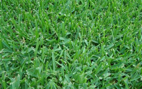 Where To Find Good St Augustine Grass Seed How To Grow It