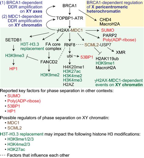 Meiotic Sex Chromosome Inactivation And The Xy Body A Phase Separation Hypothesis Pmc
