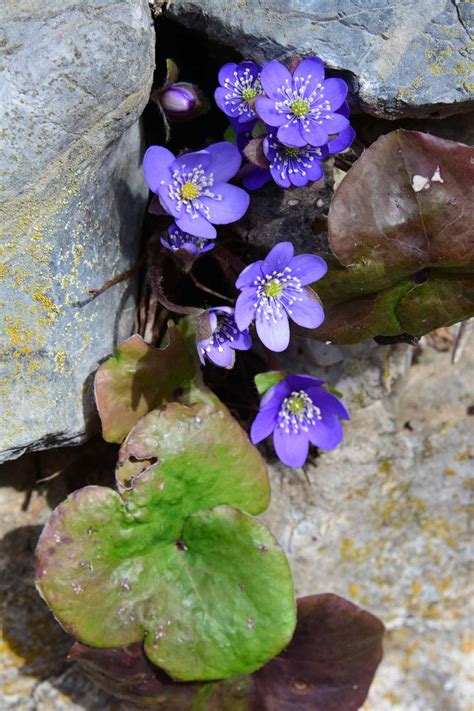 Hepatica nobilis anémone hépatique Artofit