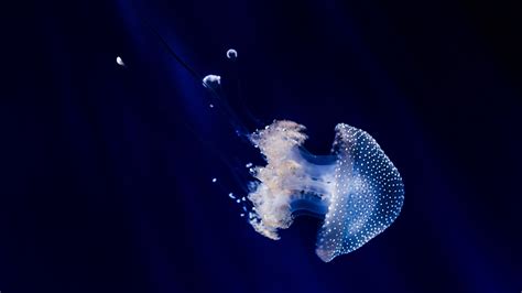 jellyfish 4k HD Wallpaper