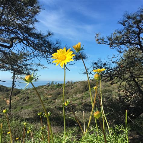 Wildflowers of Torrey Pines, Guy Fleming Trail – branching out… on a limb