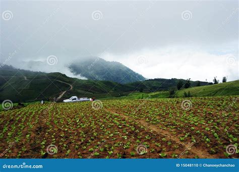 Cabbage farm stock photo. Image of eating, cultivated - 15048110