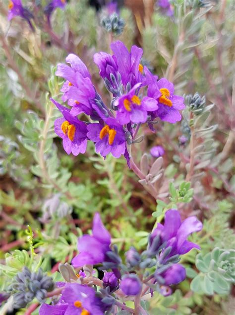 Dry Area Plants | Linaria Alpina - The Beth Chatto Gardens