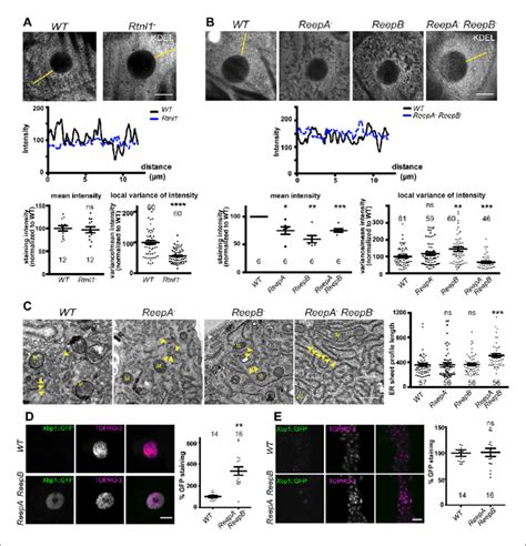 Rtnl Mutants And Reepa Reepb Double Mutants Show Disrupted Er