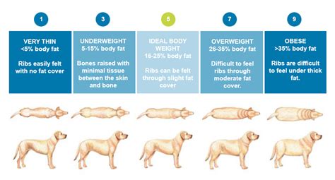 Is My Dog Overweight Chart