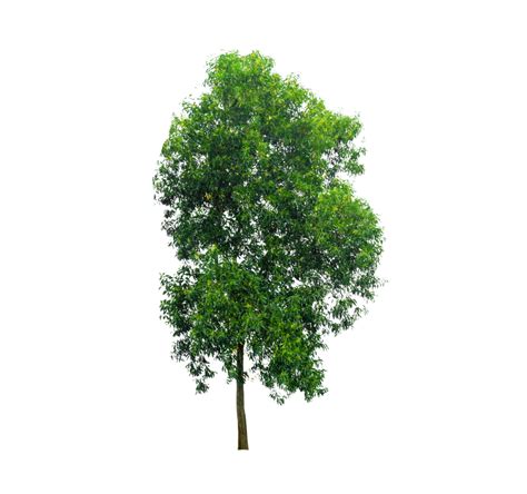 Isolated trees on transparent background PNG file 12933291 PNG