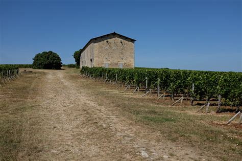 French Medoc Vines Stock Photo - Download Image Now - Agricultural ...