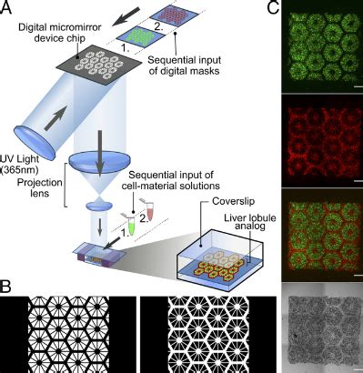 3D-printing a new lifelike liver tissue for drug screening | Kurzweil