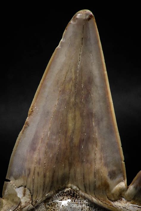 Top Huge 3.24 Inch OTODUS OBLIQUUS (mackerel shark) Tooth Paleocene ...